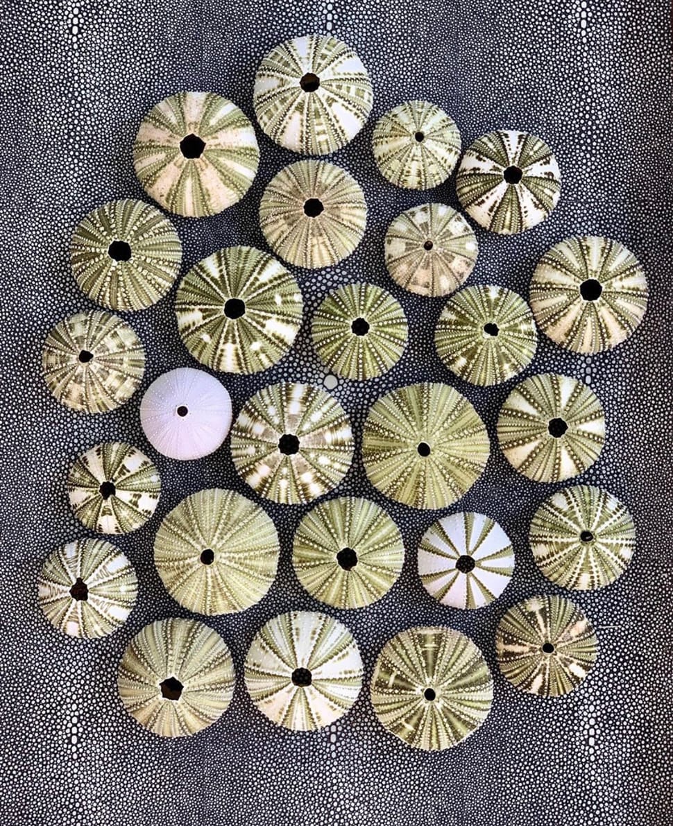 Image of sea urchins referenced in the Atlas Concorde USA blog from India Hicks